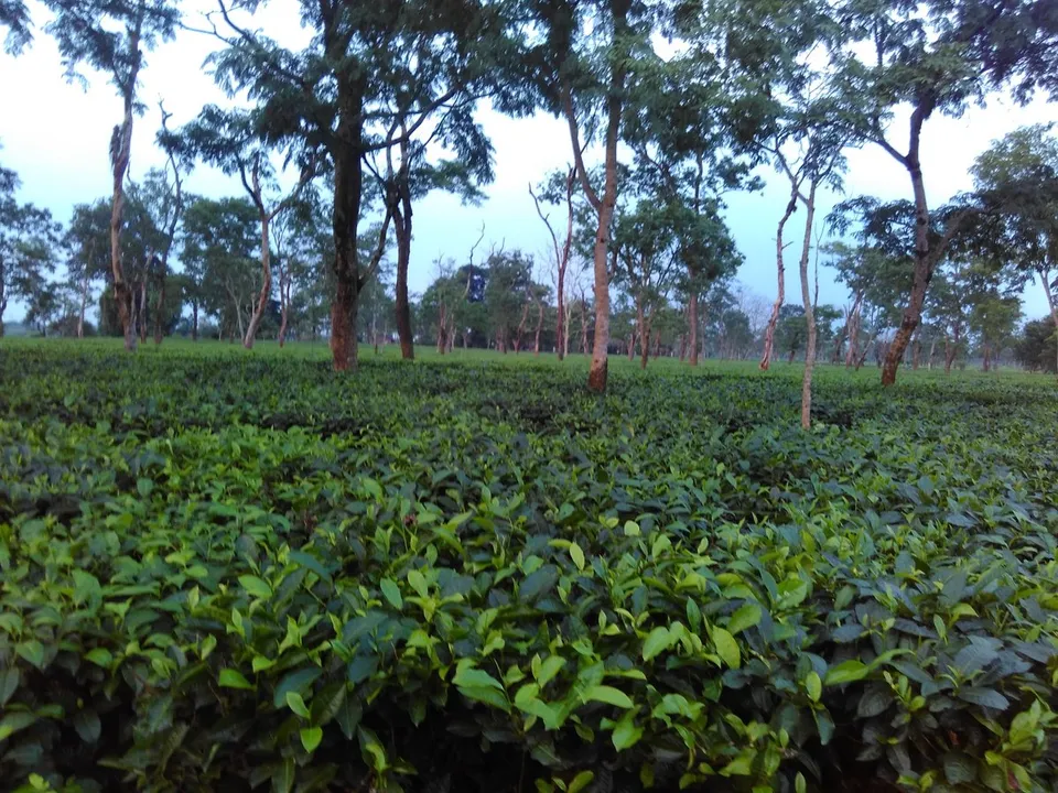 Tea garden landscape in Assam
